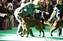 Crufts2011 060